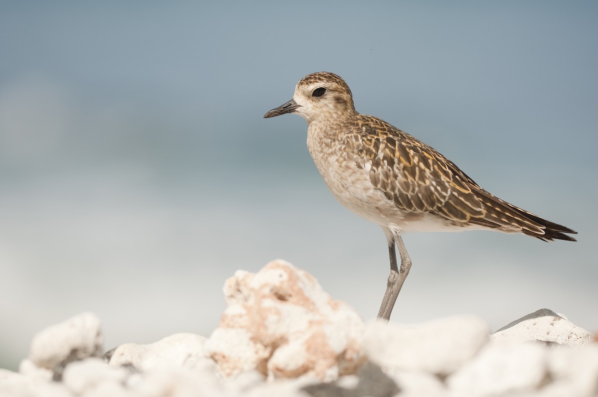 Pacific Golden-Plover - ML22395061