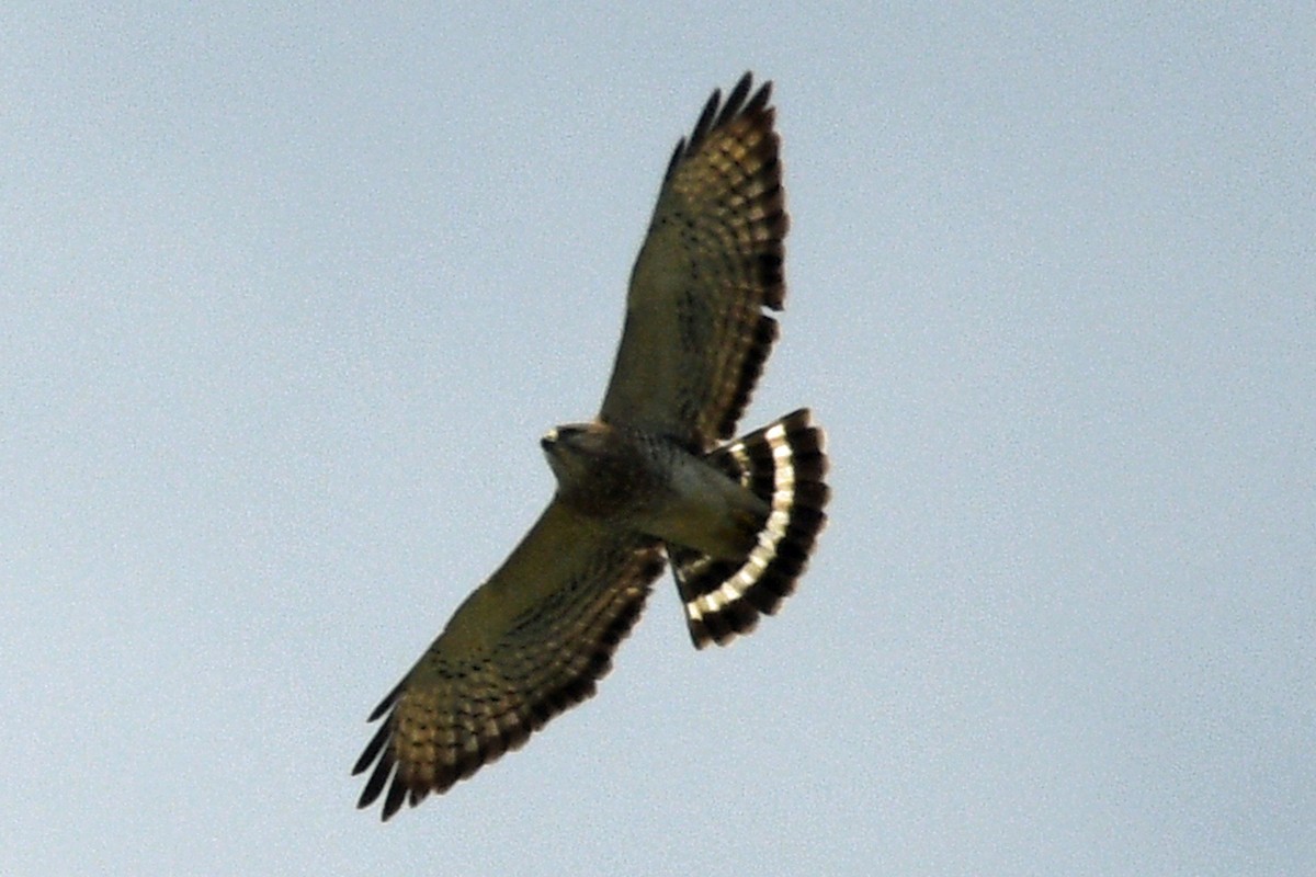 Broad-winged Hawk - Timothy Carstens