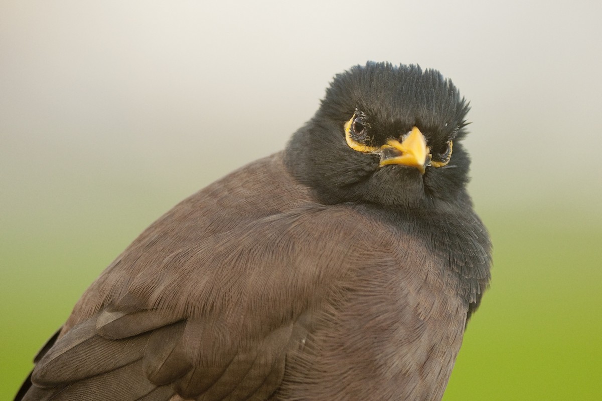 Common Myna - ML22395151