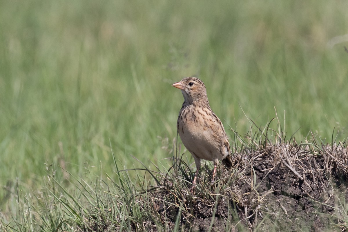 Botha's Lark - Josh Engel