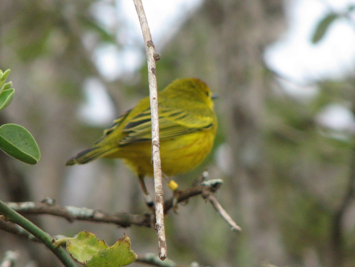 Yellow Warbler - ML223955691