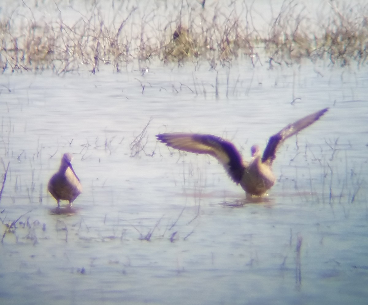 Hudsonian Godwit - Rhett Raibley