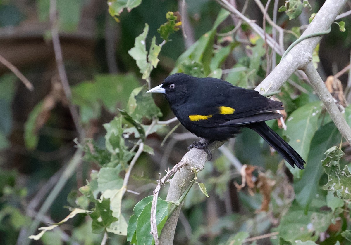 Golden-winged Cacique - ML223957221