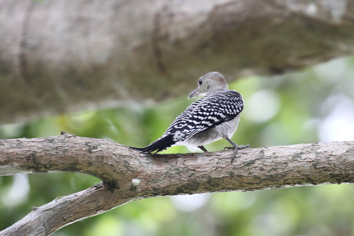 Red-bellied Woodpecker - ML223958661