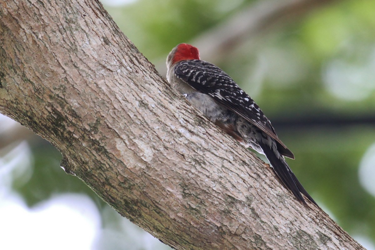 Red-bellied Woodpecker - ML223958681