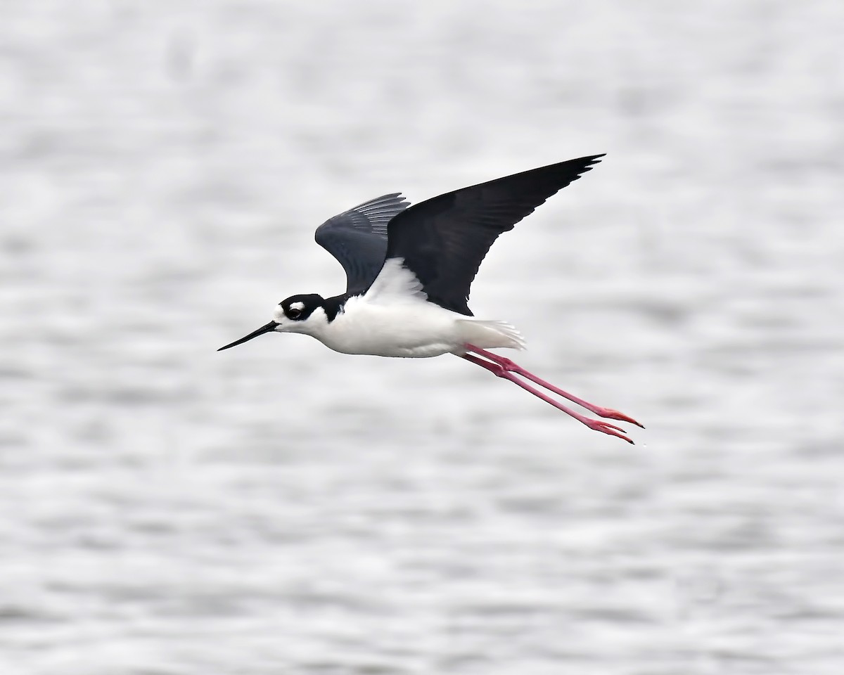 Black-necked Stilt - Ed McAskill