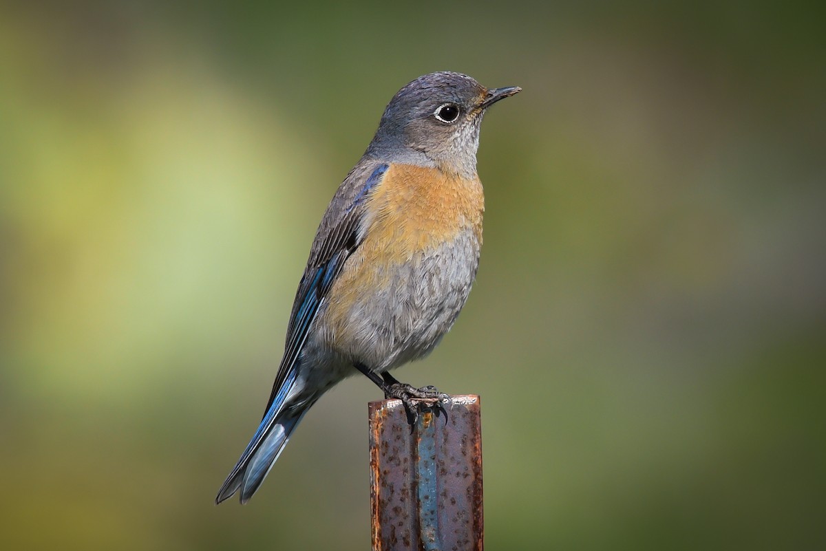 Western Bluebird - ML223961401