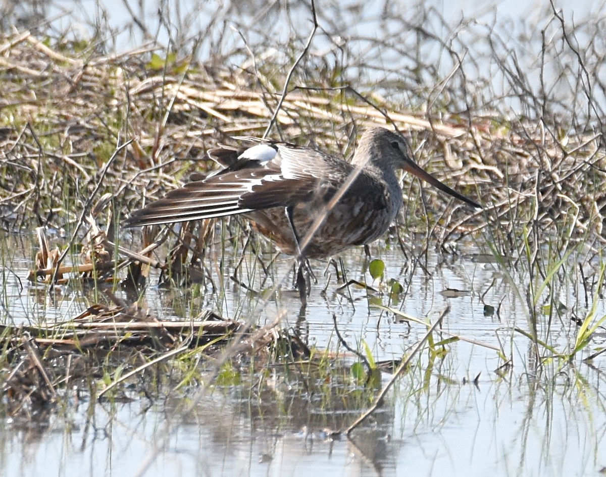 Hudsonian Godwit - Glenn Wyatt