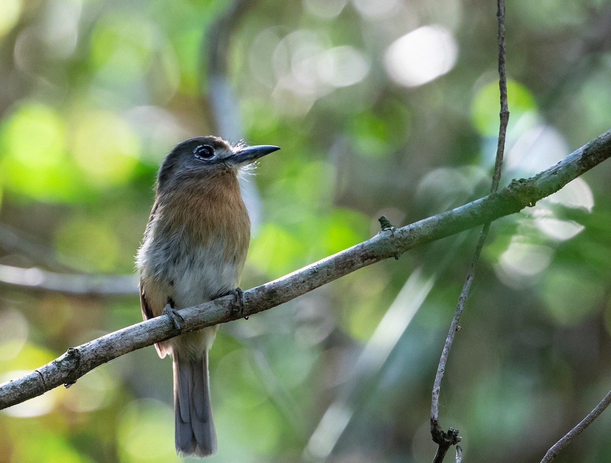 Rusty-breasted Nunlet - ML223963141