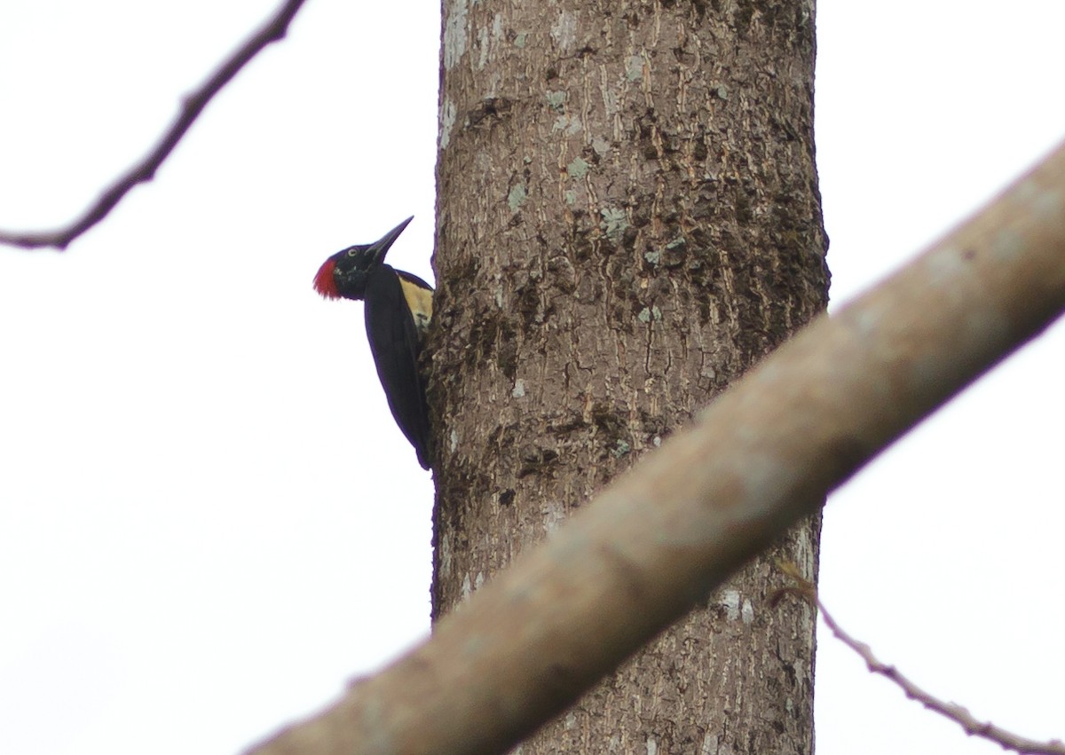 White-bellied Woodpecker - John Sterling