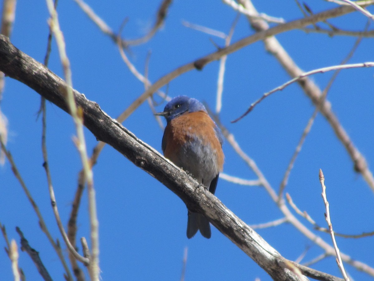 Western Bluebird - ML223966061