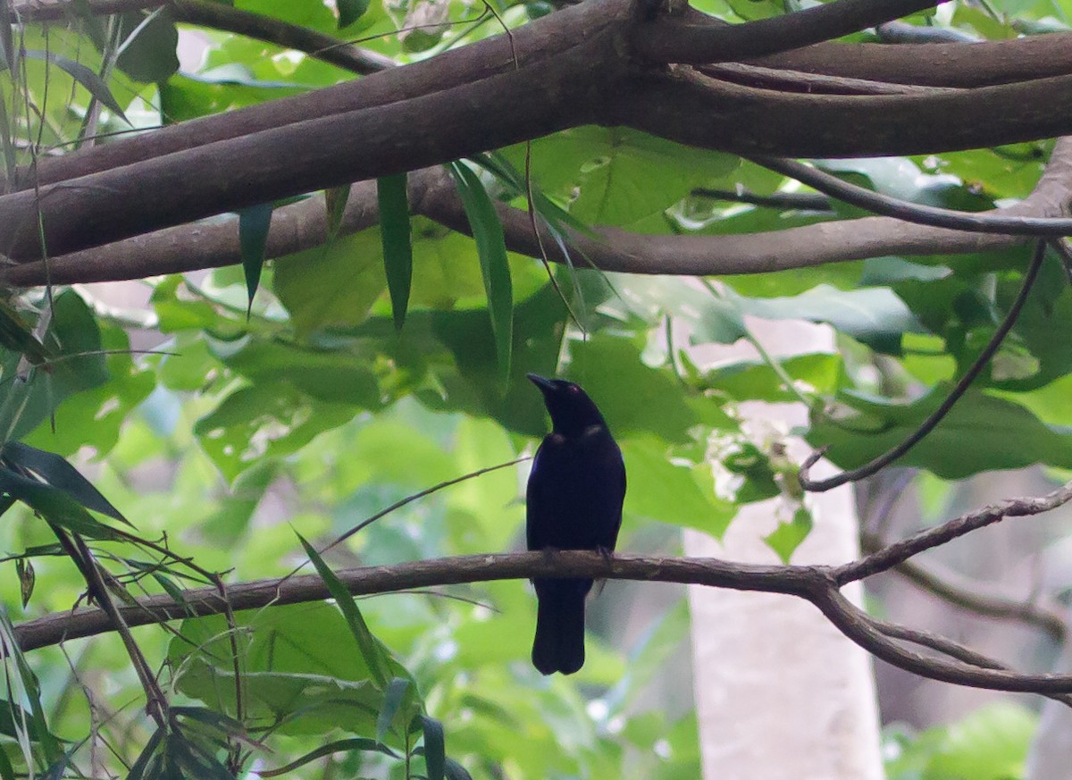 Philippine Fairy-bluebird - ML223966121