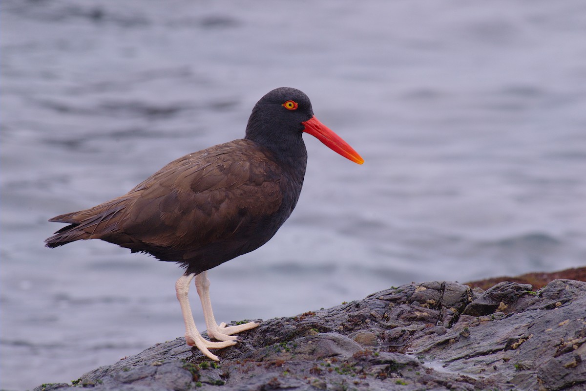 Blackish Oystercatcher - Etienne Artigau🦩