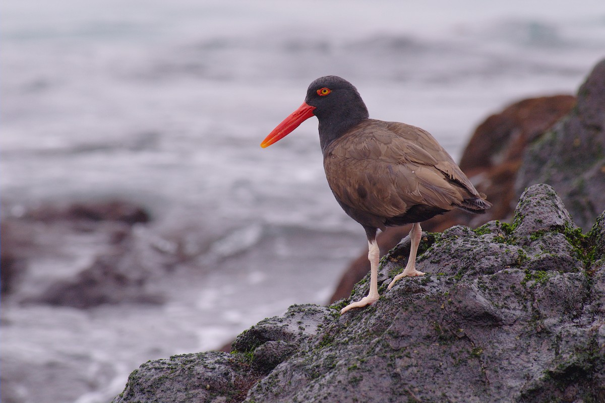 Blackish Oystercatcher - ML22396661