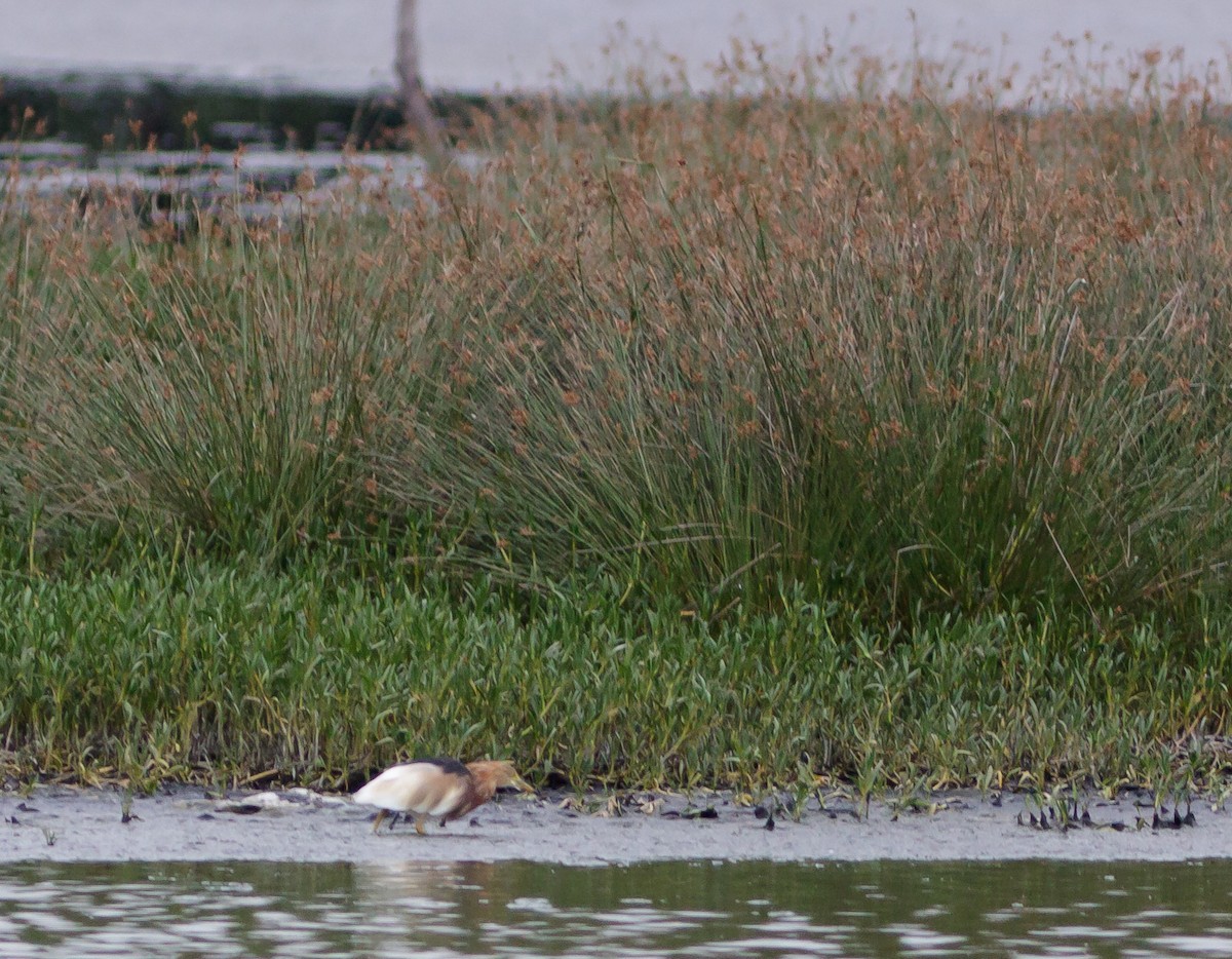 Javan Pond-Heron - ML223967231