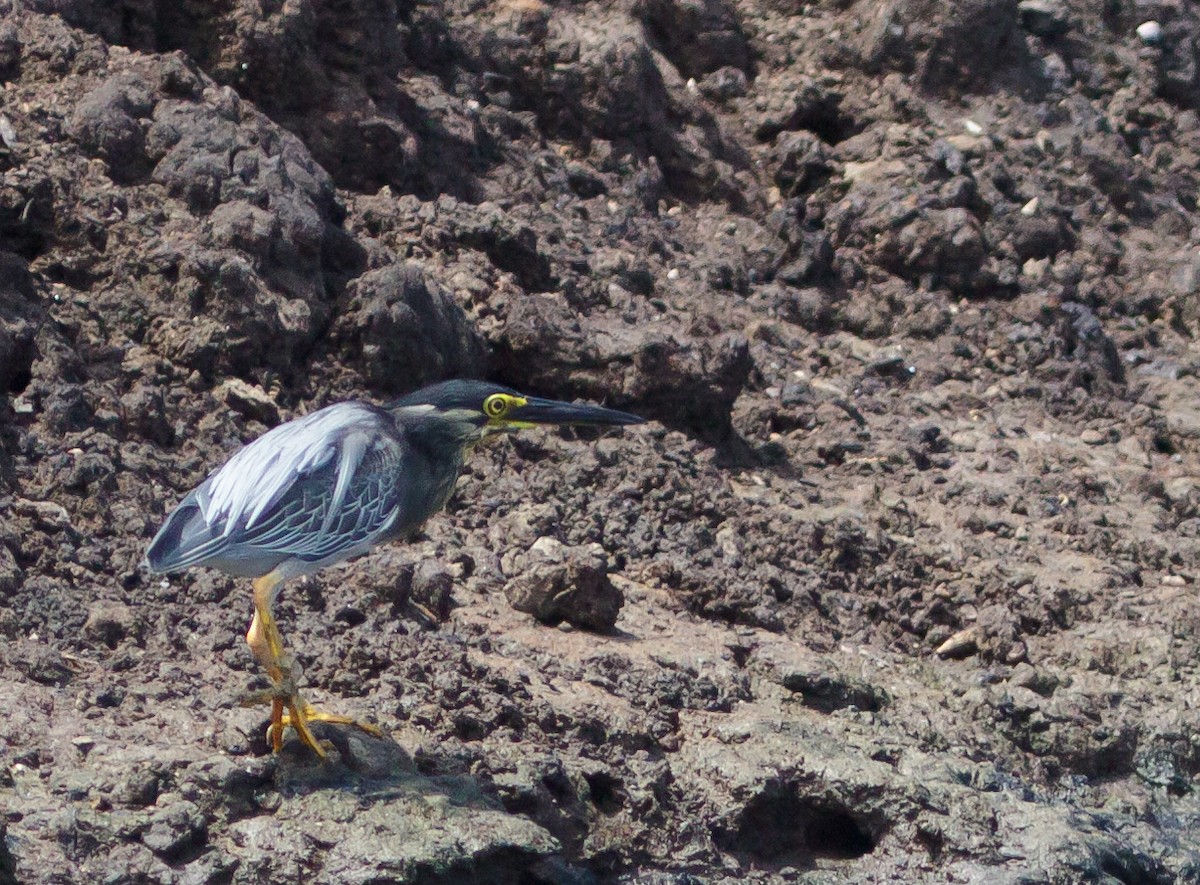 Striated Heron - John Sterling