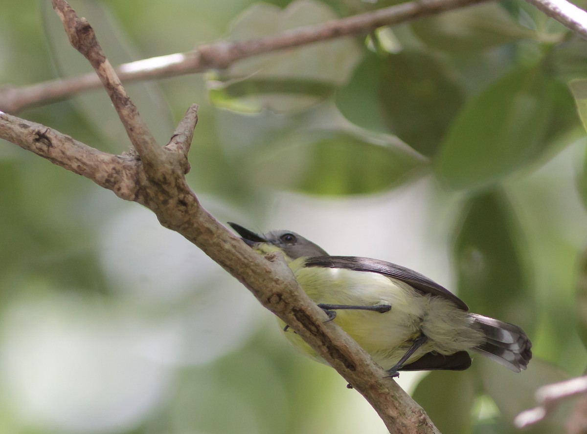 Golden-bellied Gerygone - ML223967381