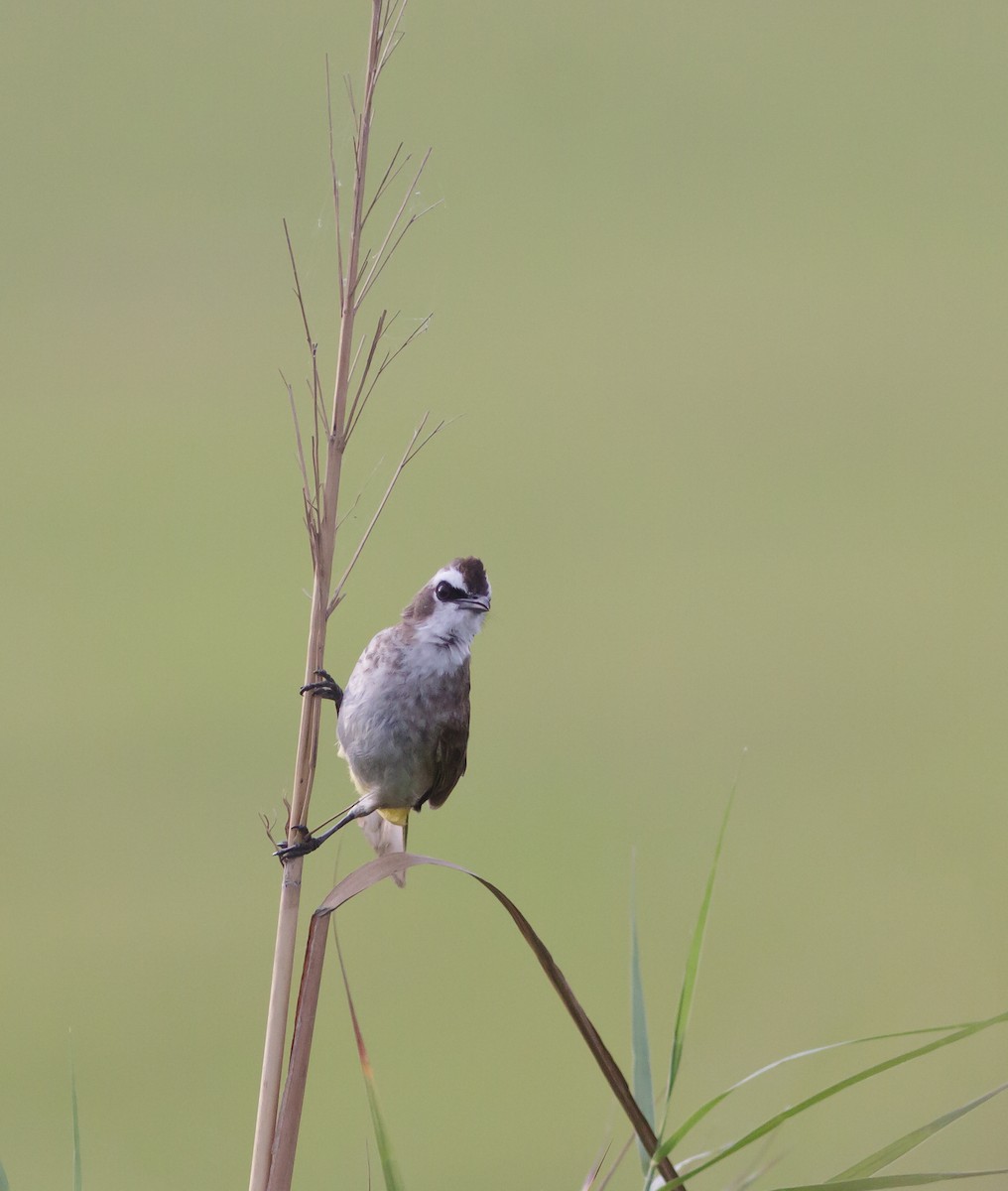 Yellow-vented Bulbul - ML223967441