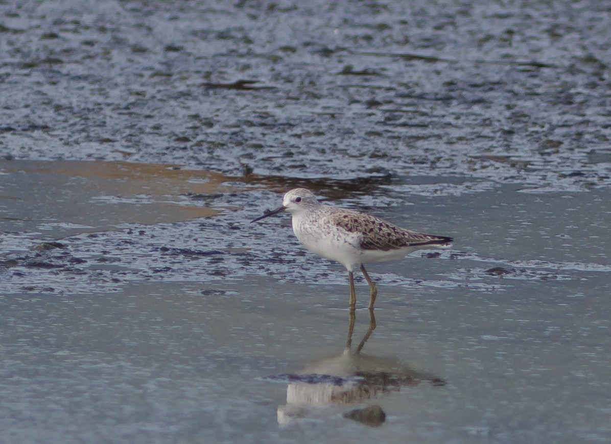 Marsh Sandpiper - John Sterling