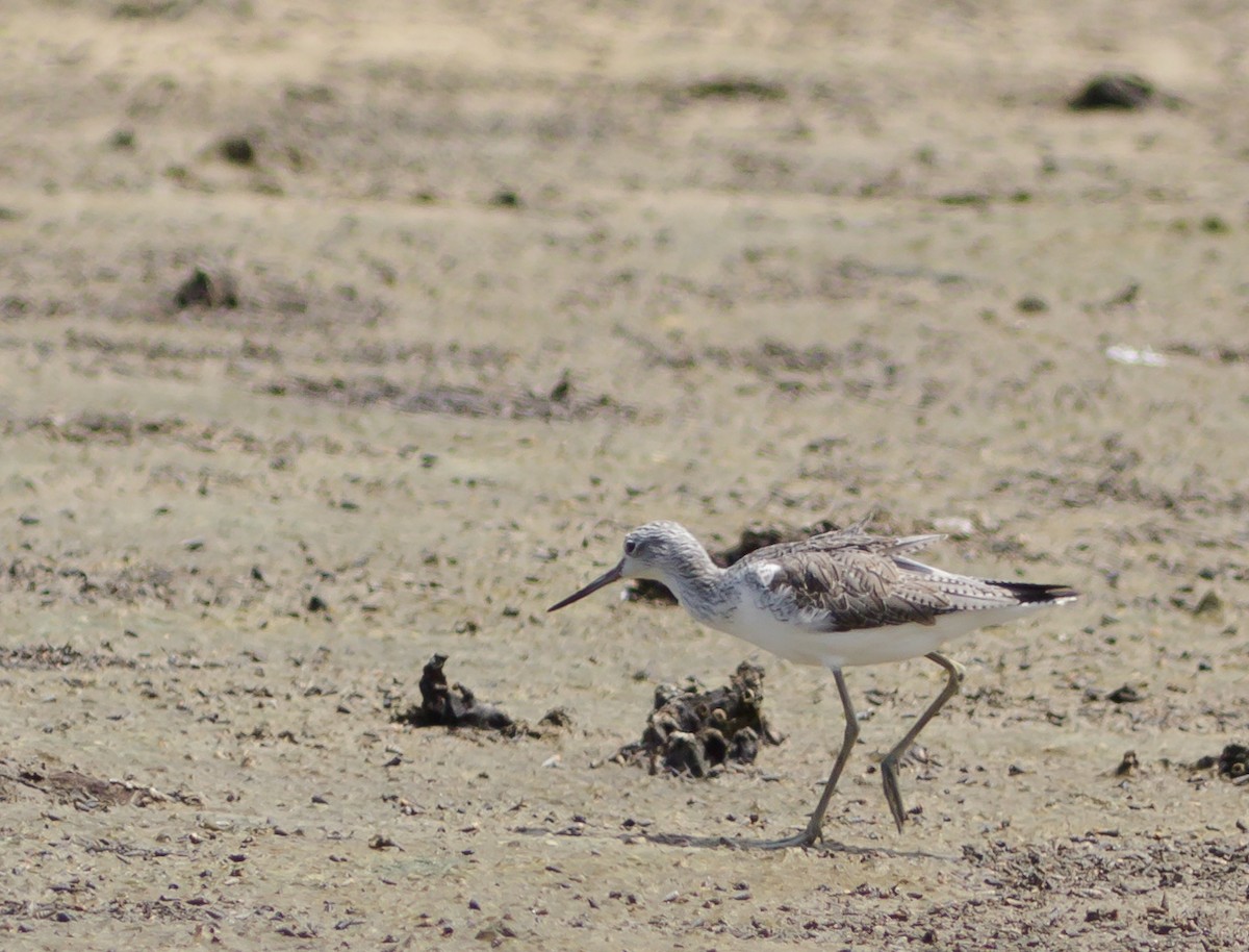 Common Greenshank - ML223967511