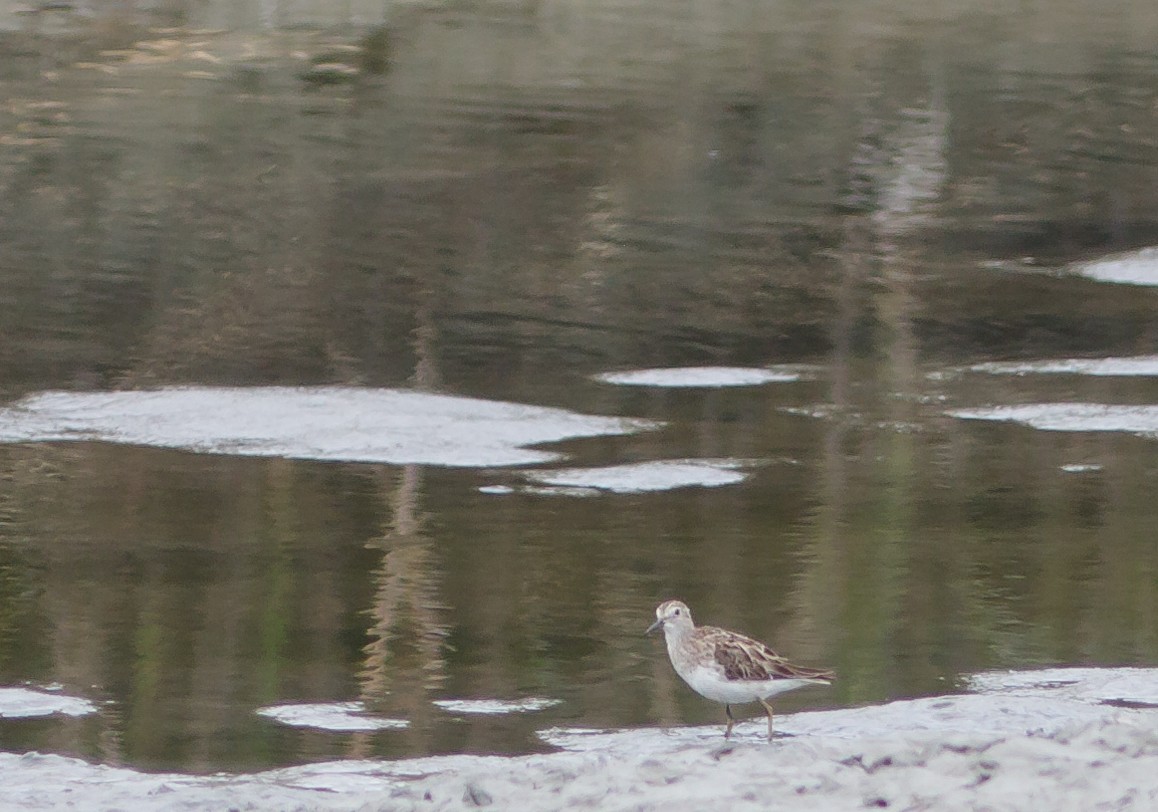 Langzehen-Strandläufer - ML223967571