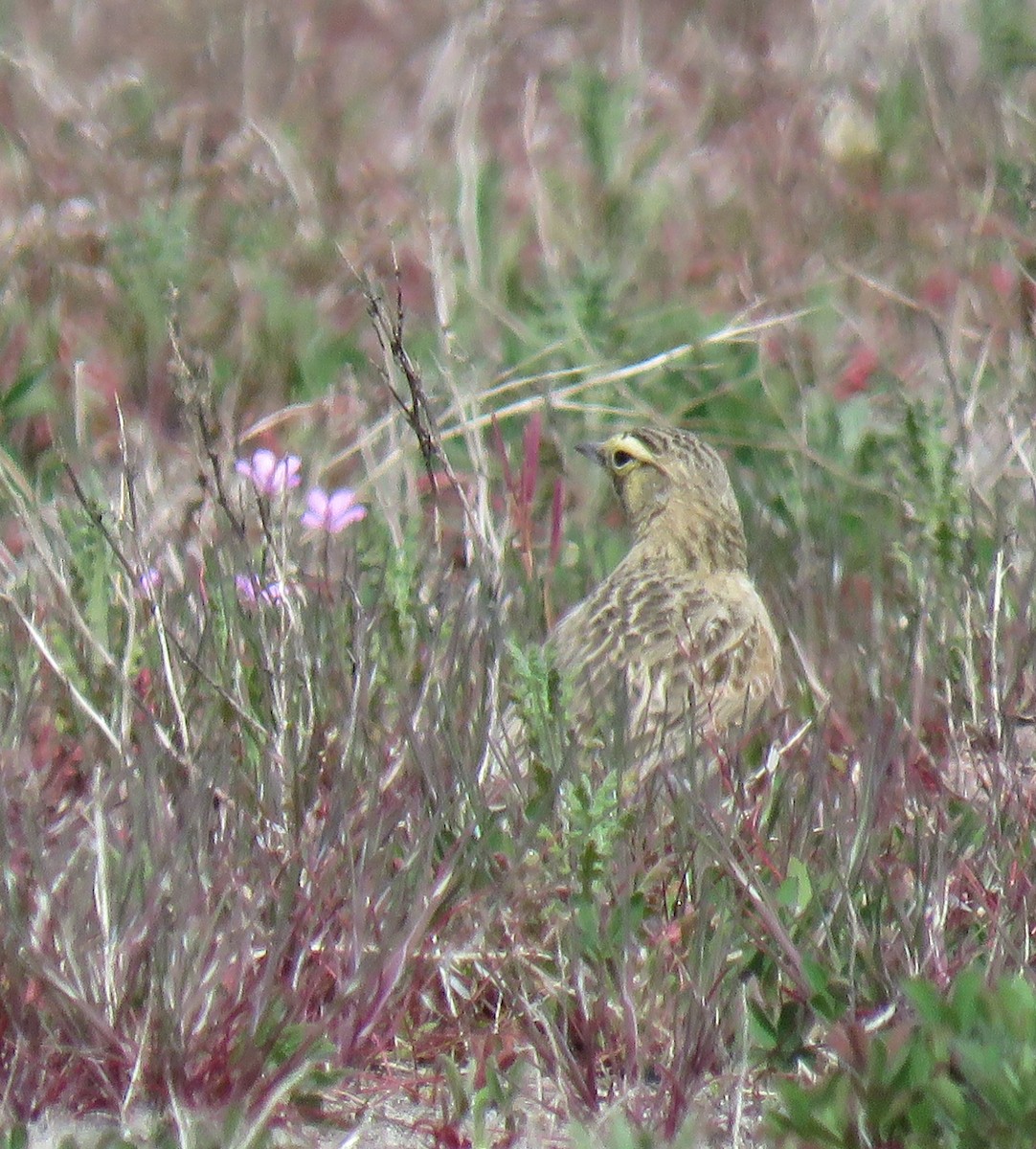 Horned Lark - ML223967701