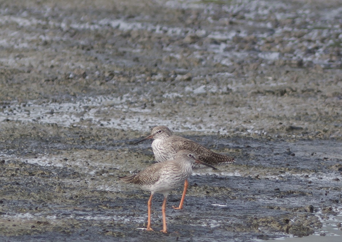 Common Redshank - ML223967711