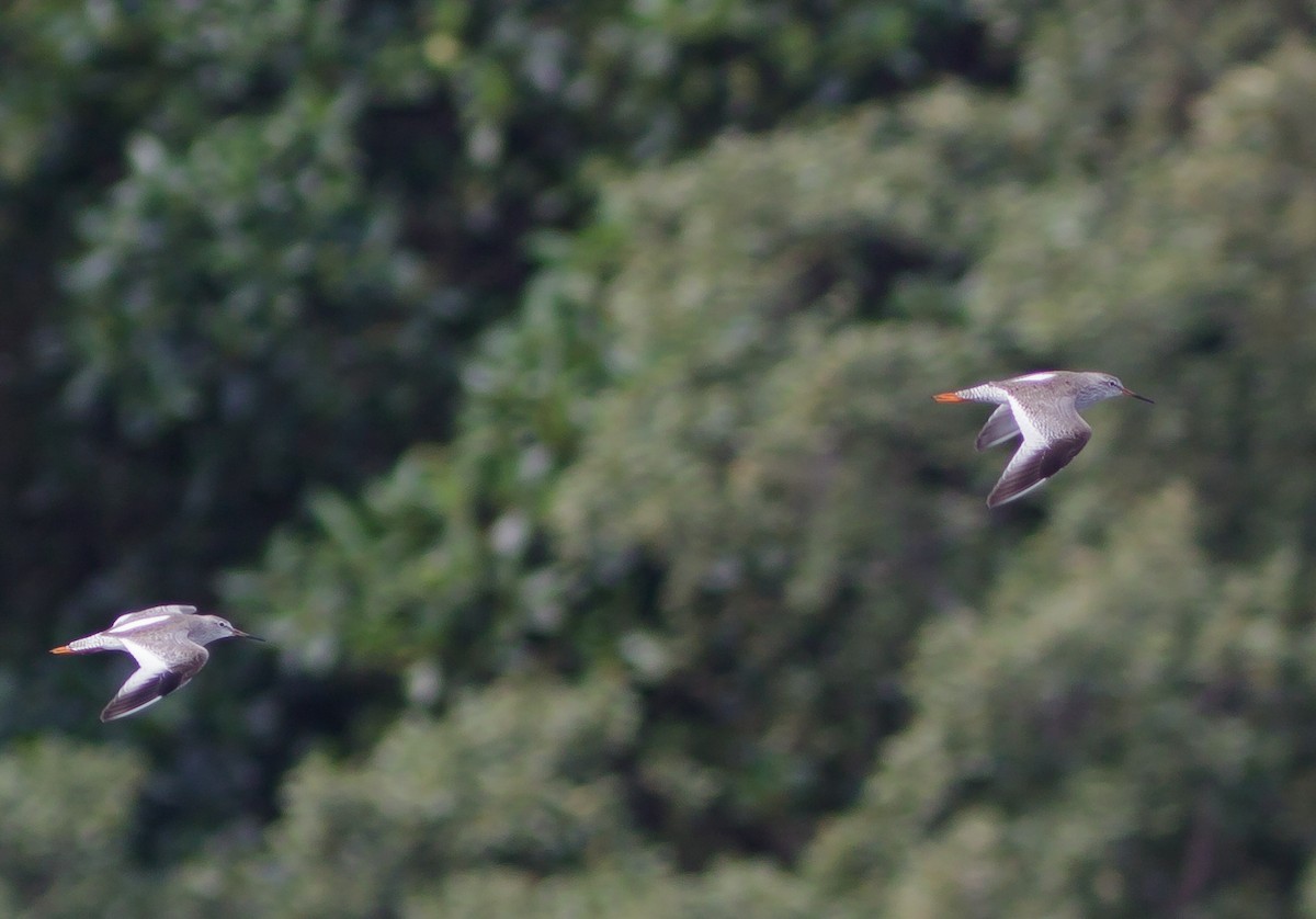 Common Redshank - ML223967721