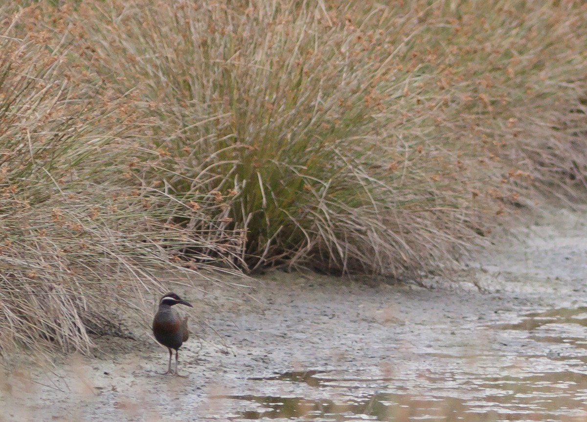 Barred Rail - ML223967841