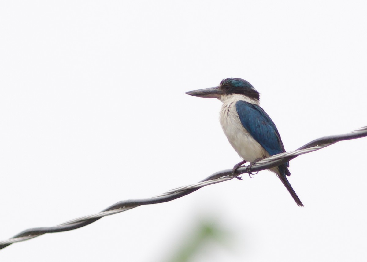 Collared Kingfisher - ML223968051