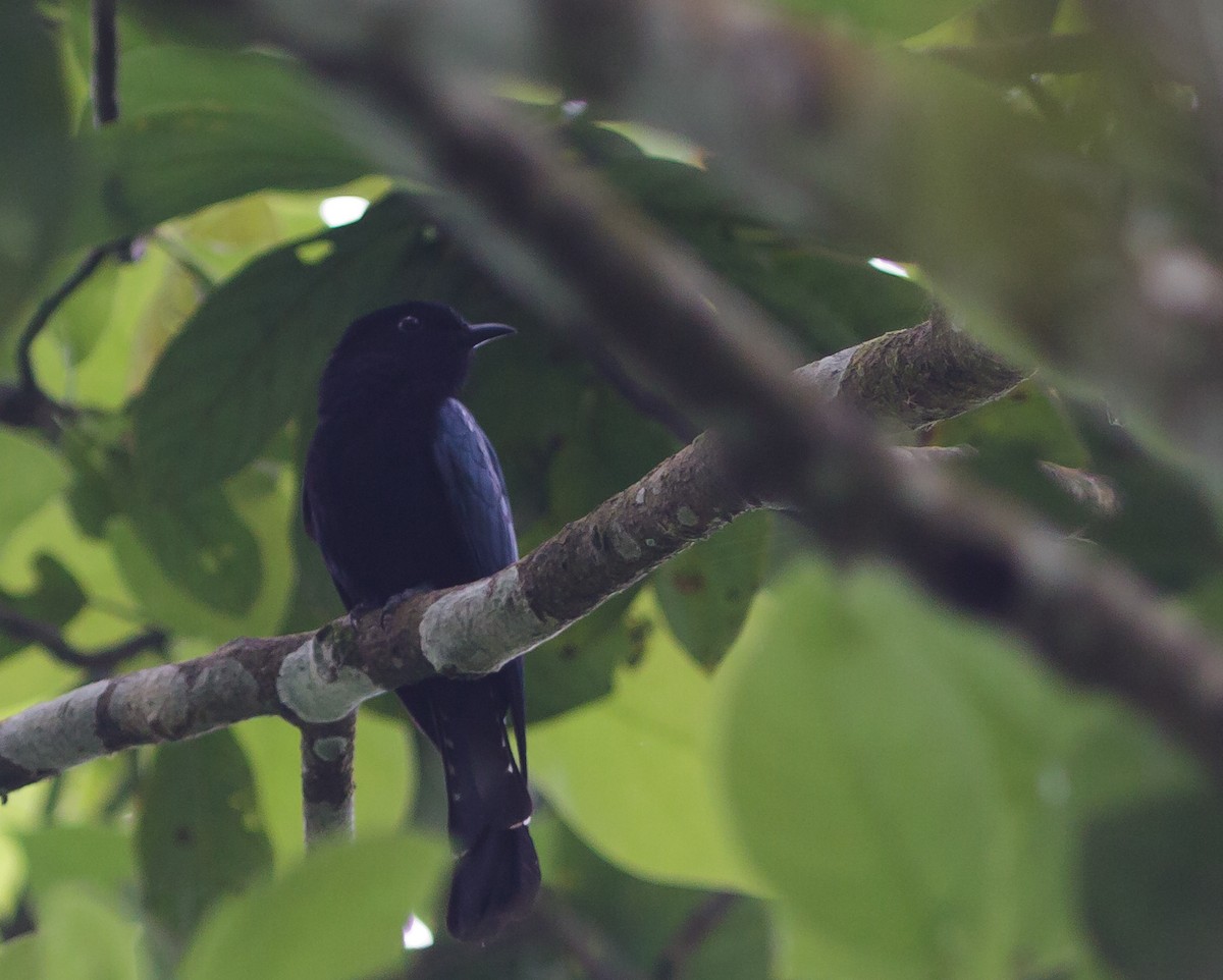 Philippine Drongo-Cuckoo - ML223968221