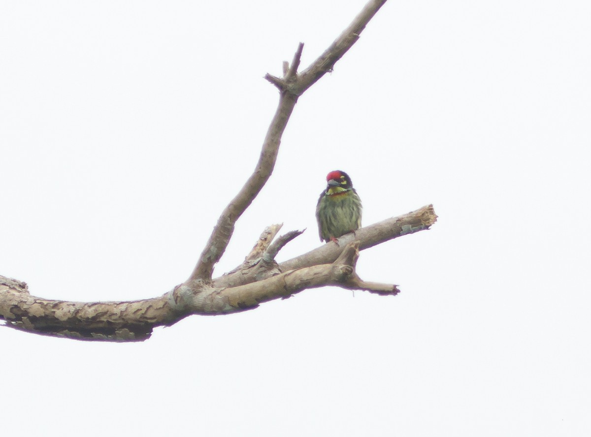 Coppersmith Barbet - ML223968231