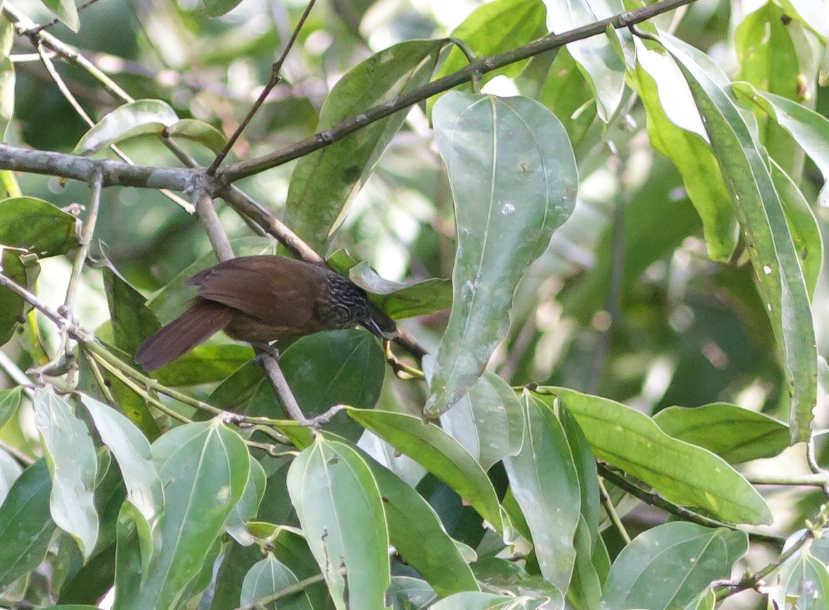 Brown Tit-Babbler - ML223968351