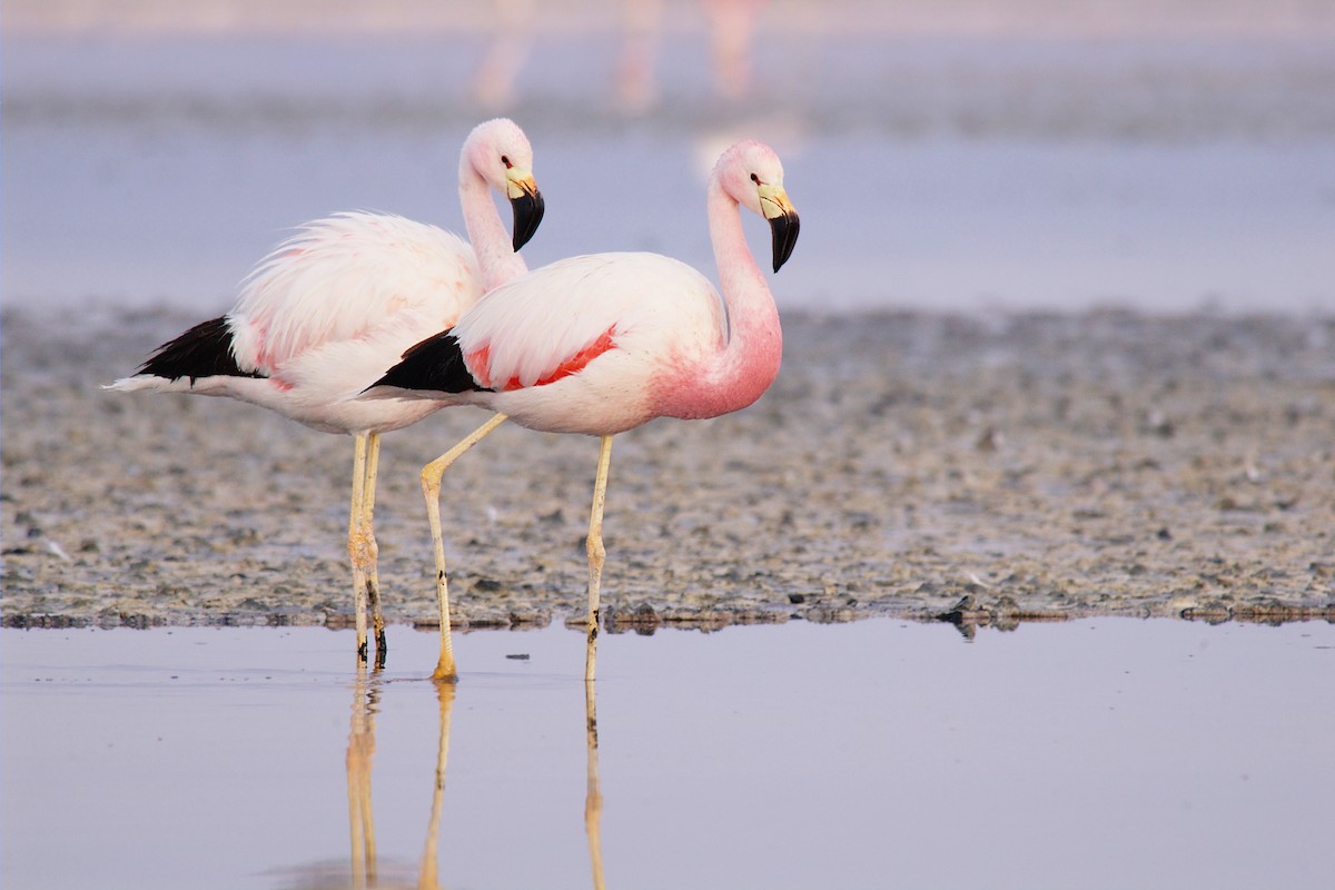 Andean Flamingo - ML22396851