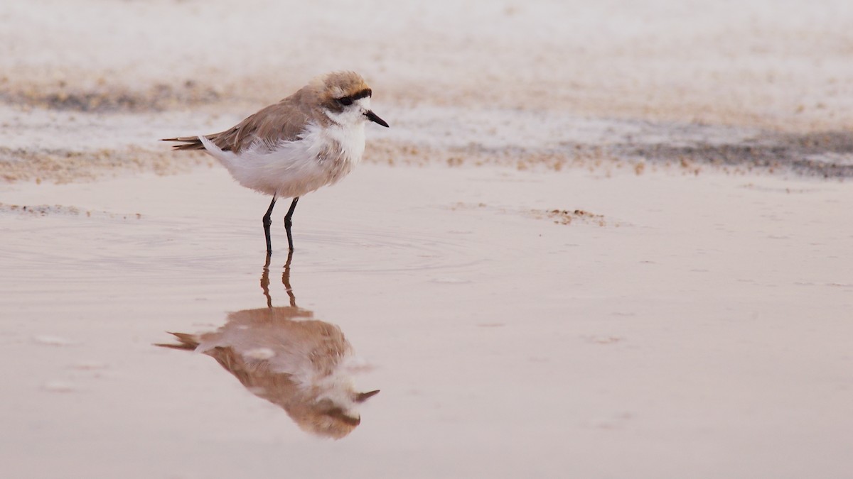 Puna Plover - ML22396871