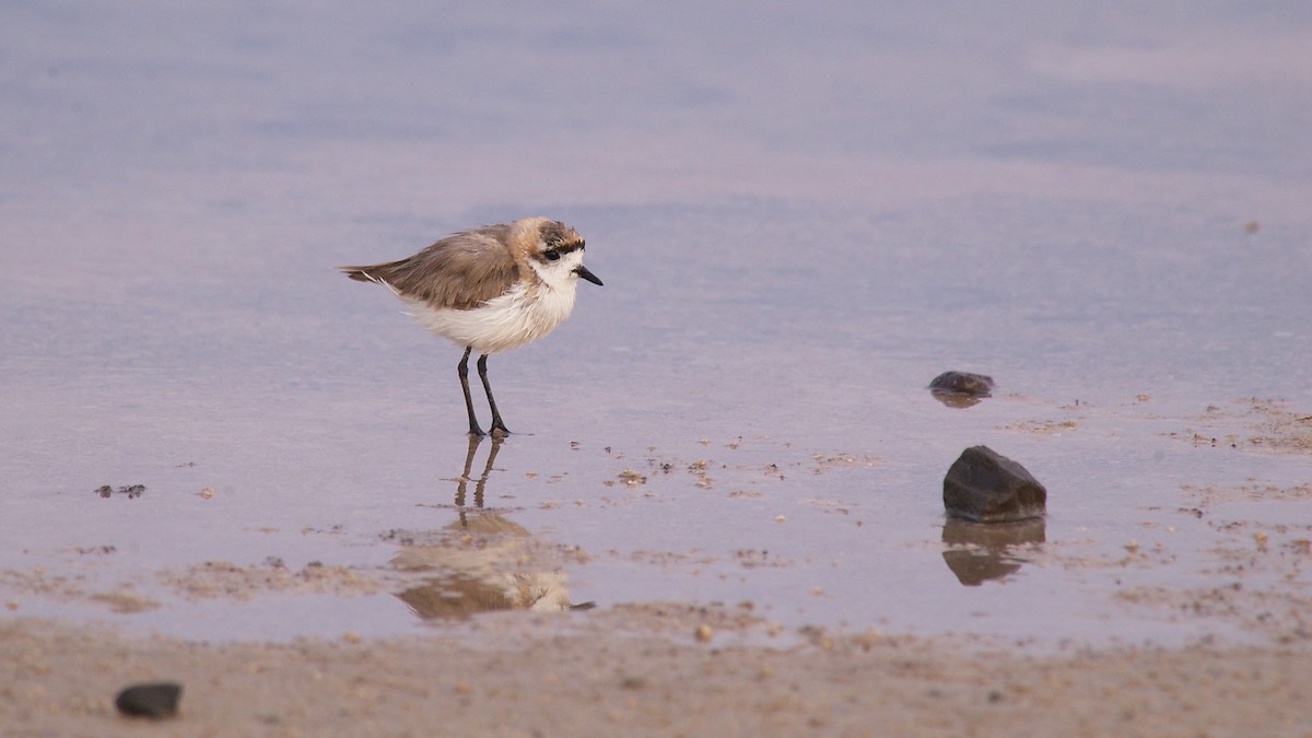 Puna Plover - ML22396881