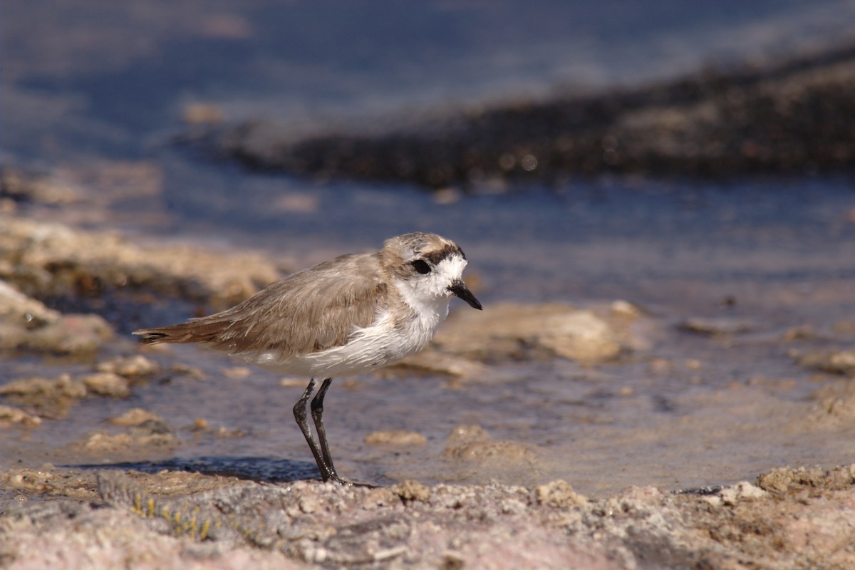 Puna Plover - ML22396971