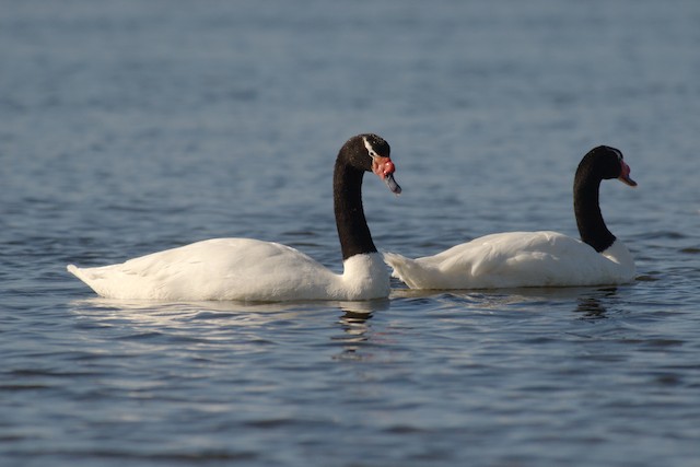 Chiloé Island, May 2008