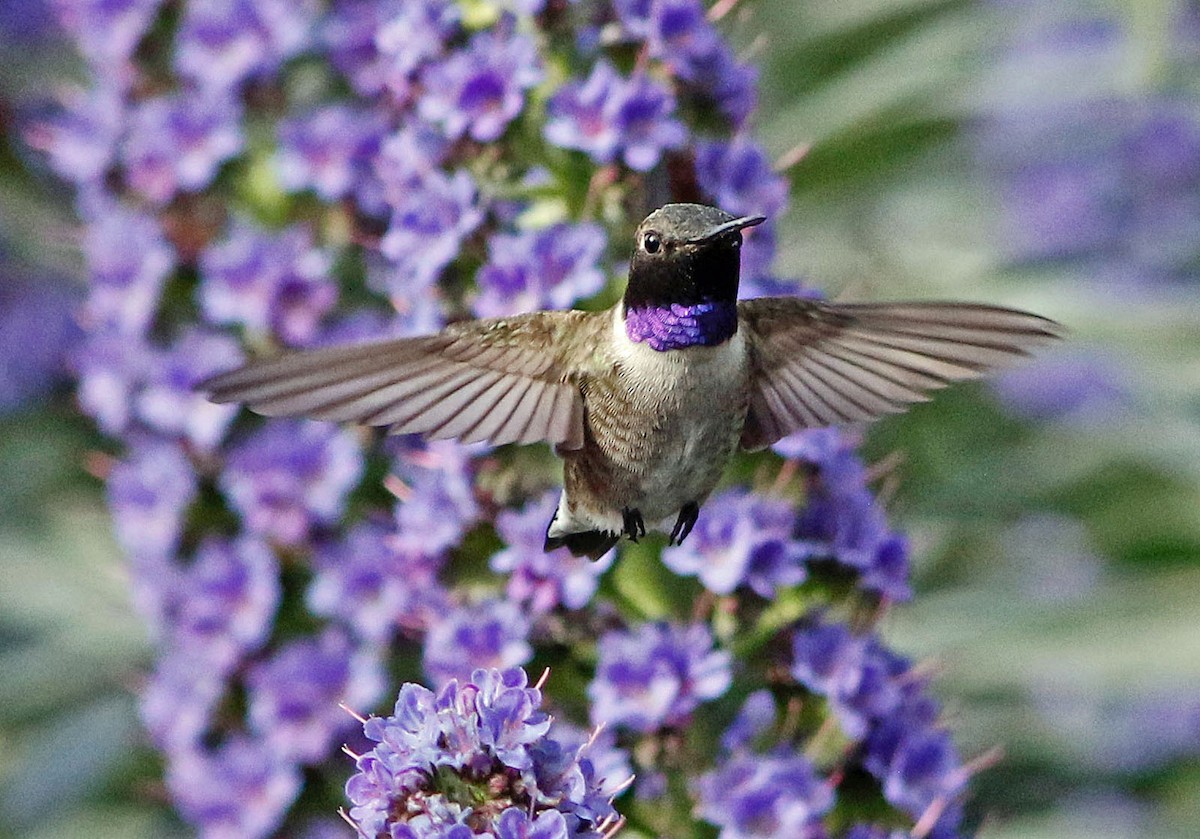 Black-chinned Hummingbird - Don Roberson