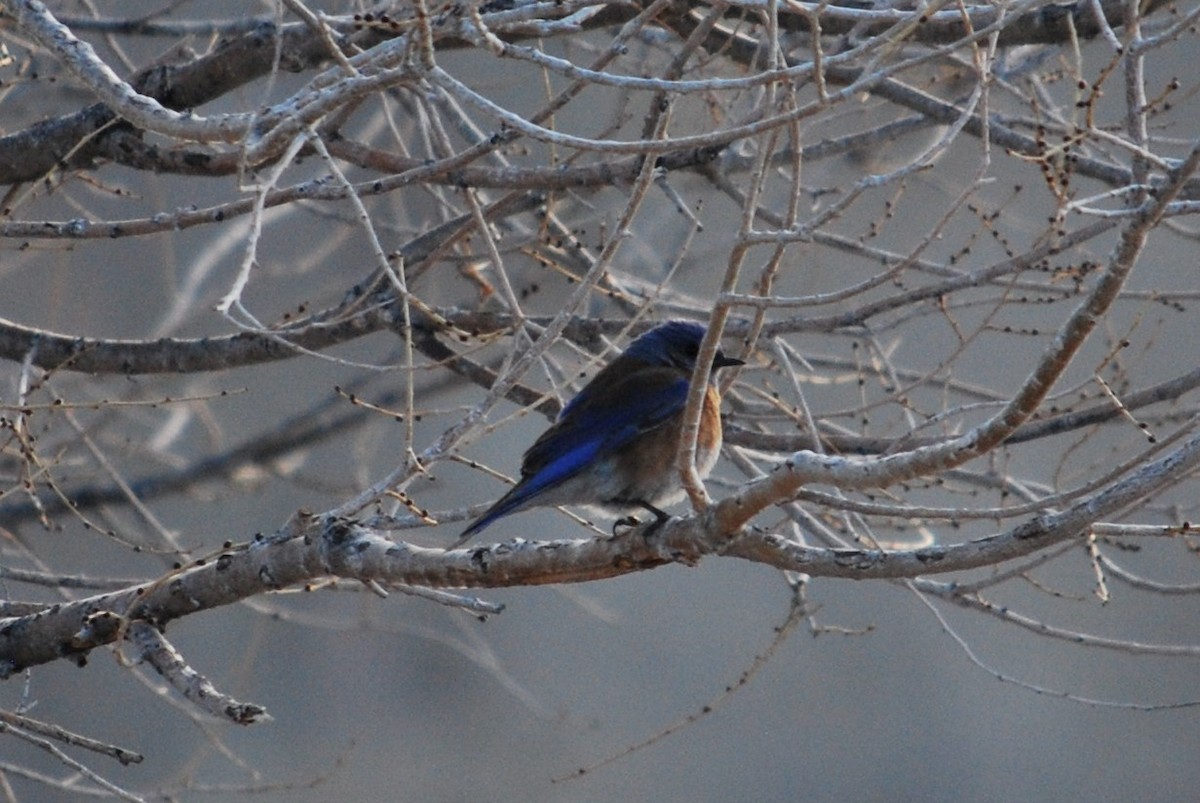 Western Bluebird - ML223971131