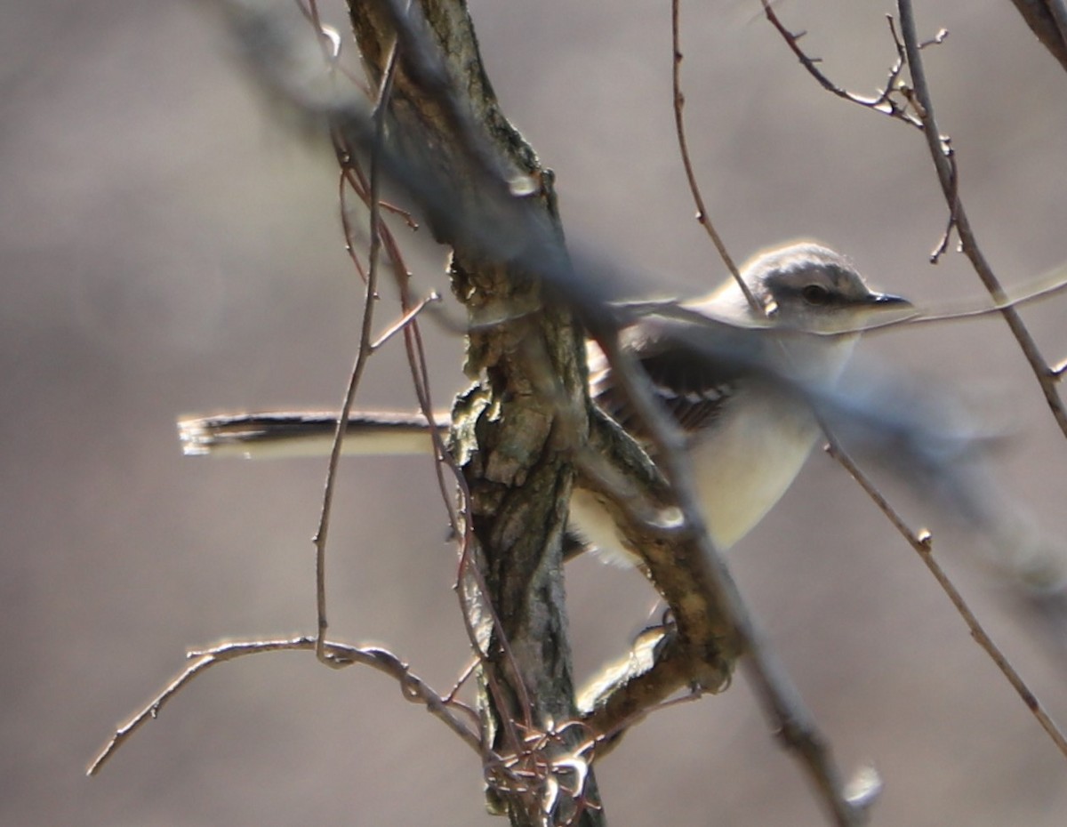 Northern Mockingbird - valerie heemstra
