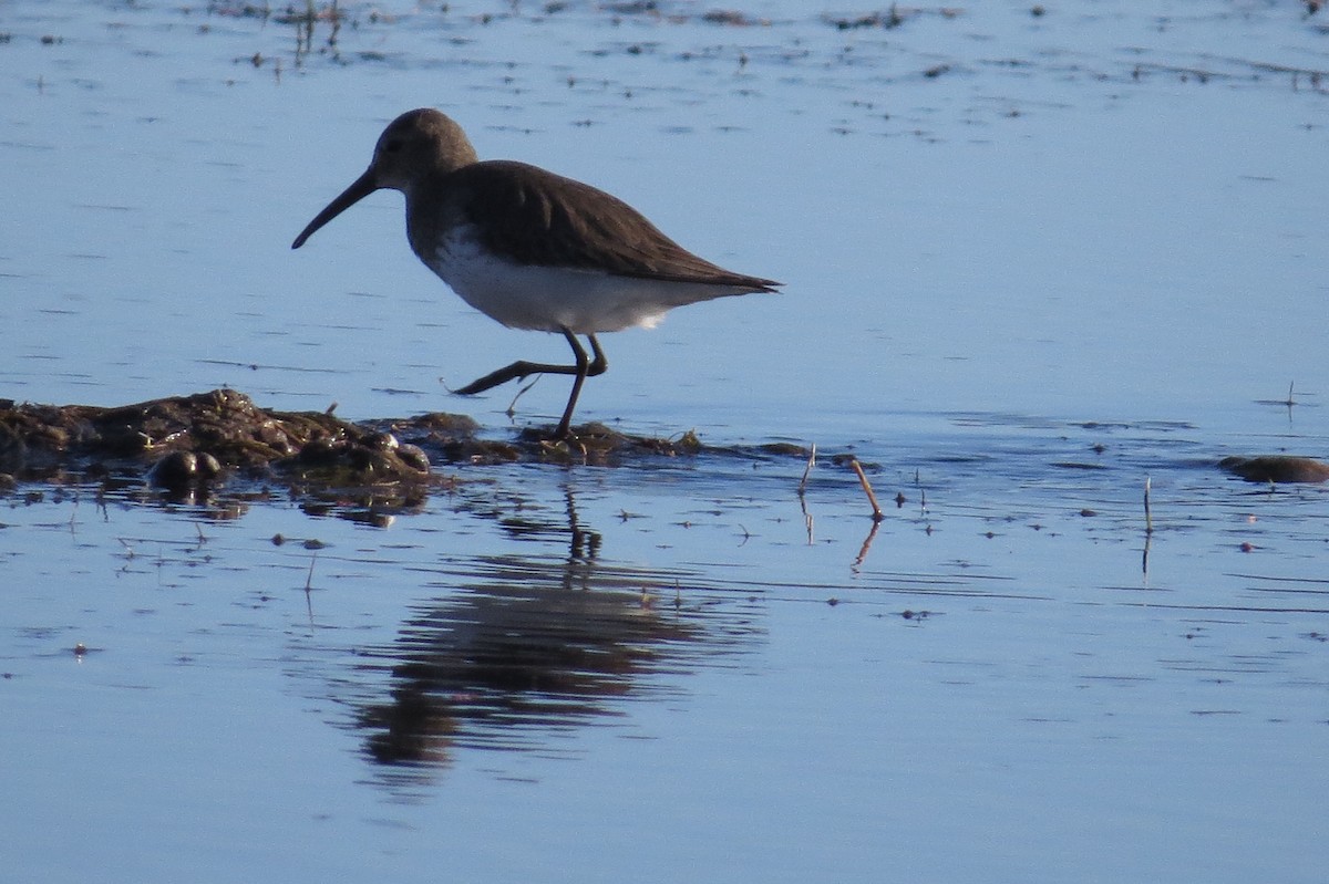 Dunlin - ML22397171