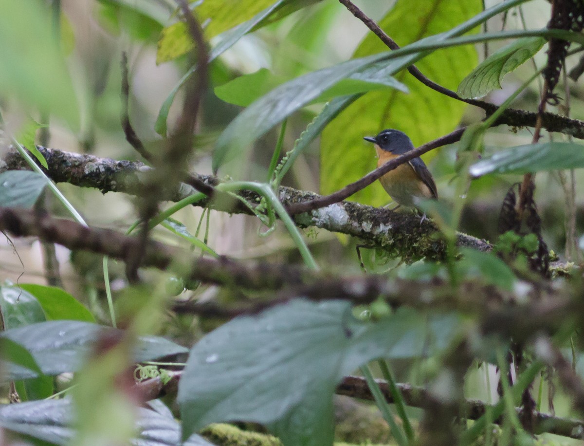 Bundok Flycatcher - ML223972541