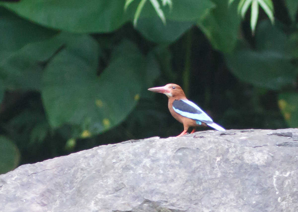 Brown-breasted Kingfisher - ML223972671