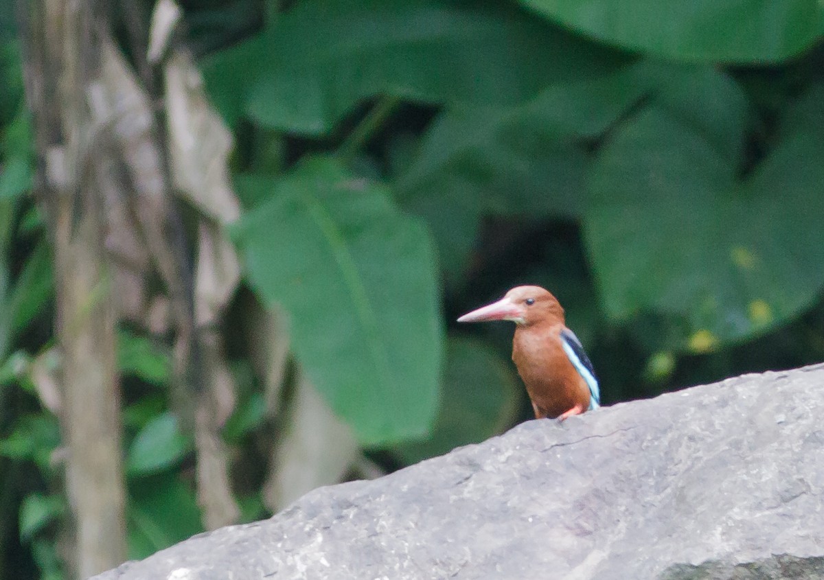 Brown-breasted Kingfisher - ML223972681