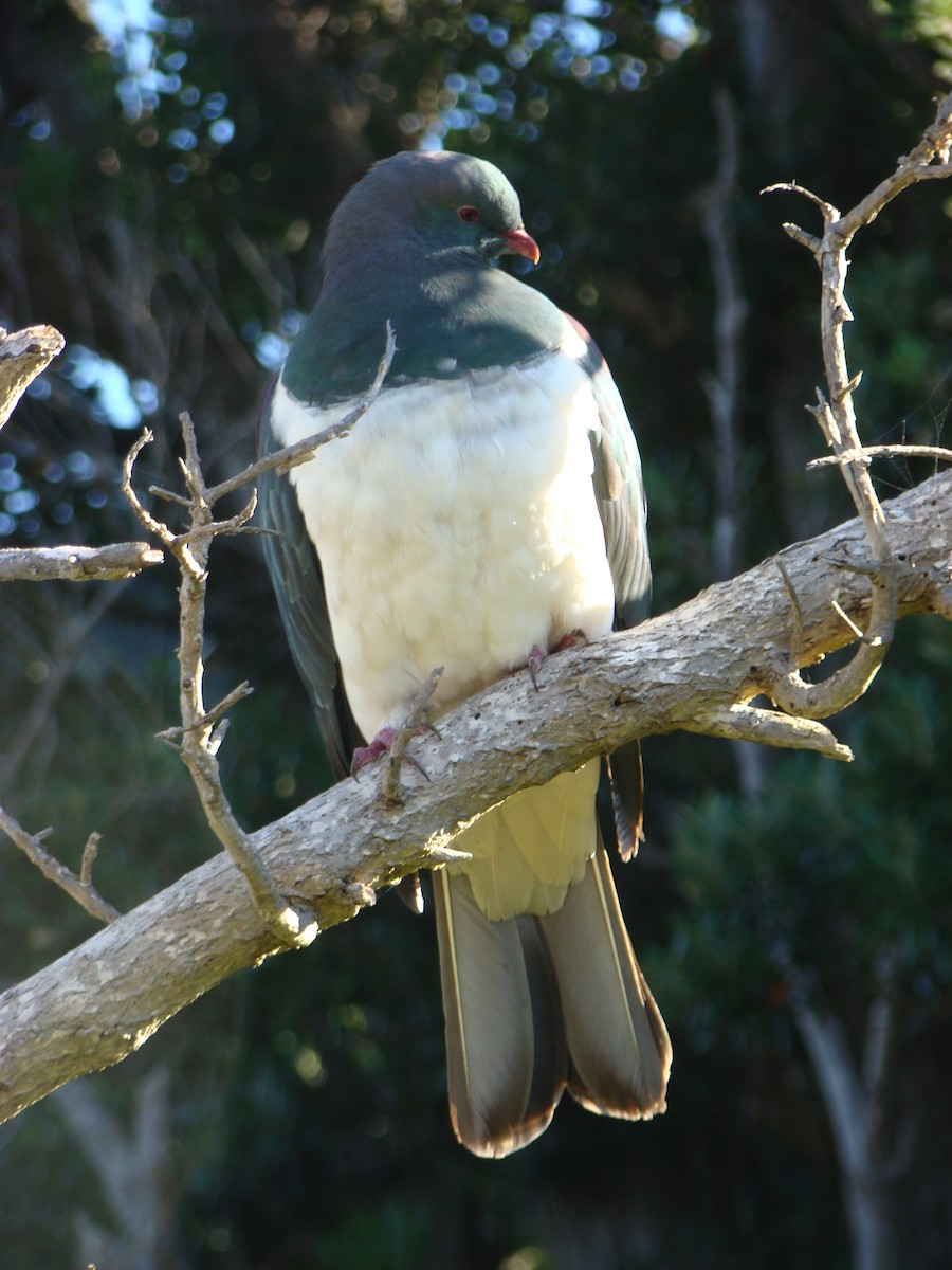 New Zealand Pigeon - ML223973731