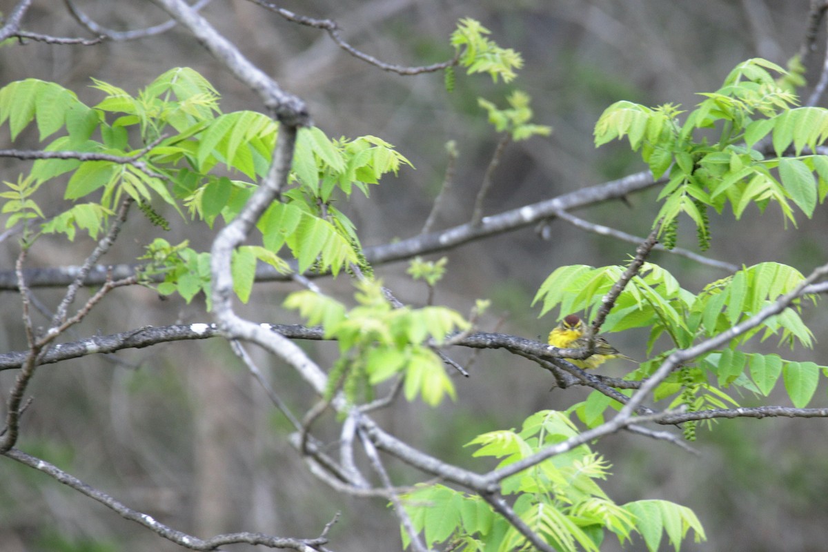 Palm Warbler (Yellow) - ML223974091