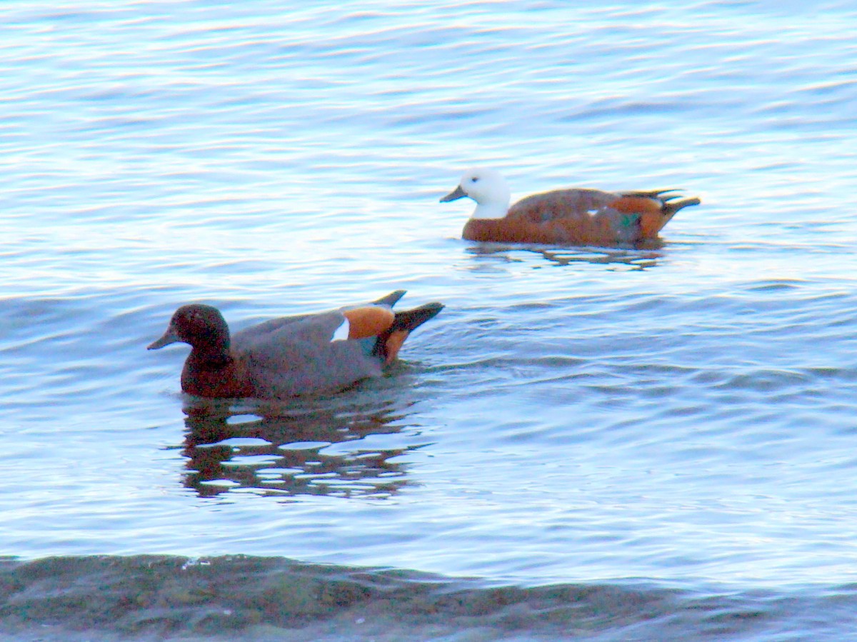 Paradise Shelduck - ML223974381