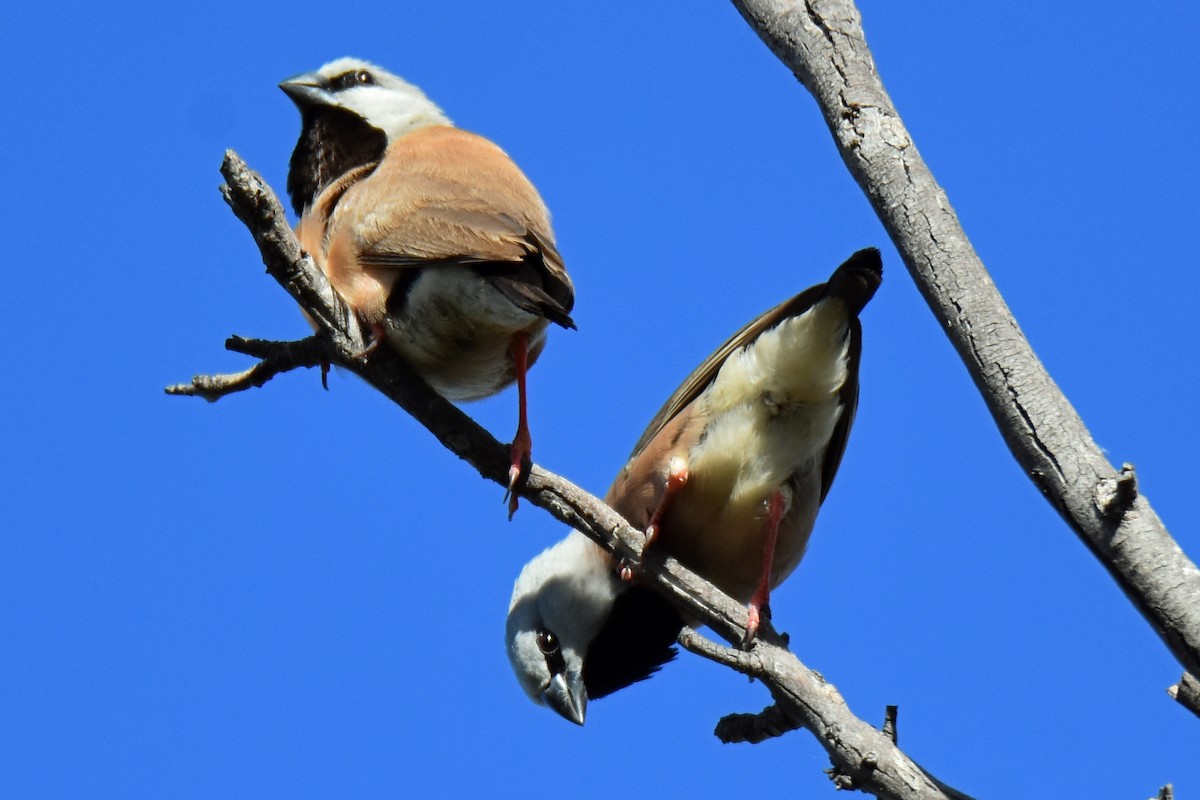 Black-throated Finch - ML223974841