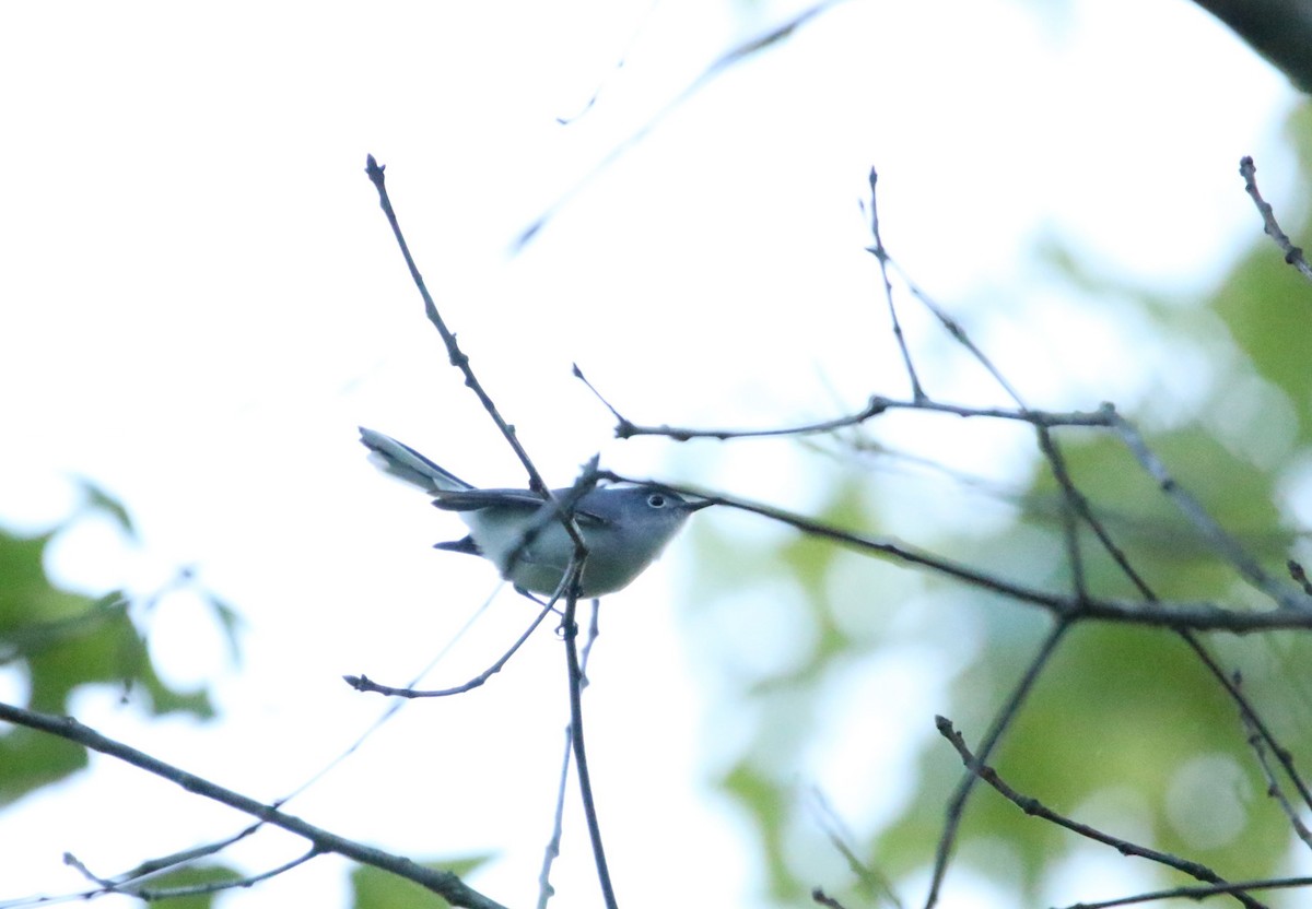 Blue-gray Gnatcatcher - ML223975341